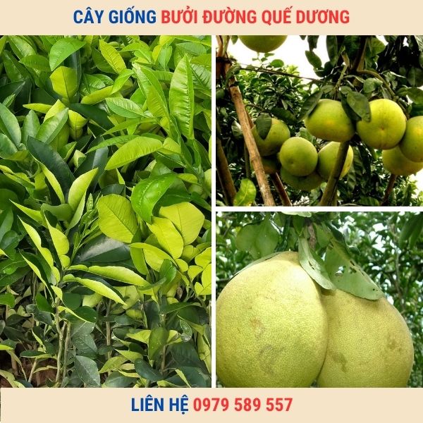 Giống Bưởi Quế Dương - Kỹ thuật trồng bưởi Quế Dương