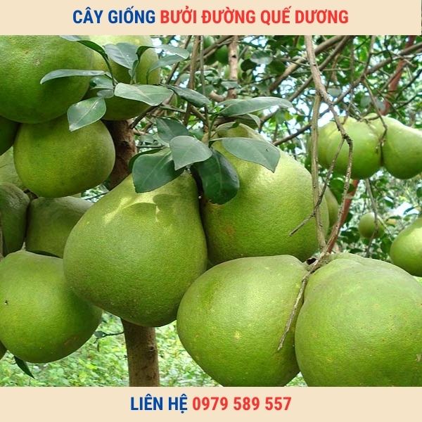 Giống Bưởi Quế Dương - Kỹ thuật trồng bưởi Quế Dương