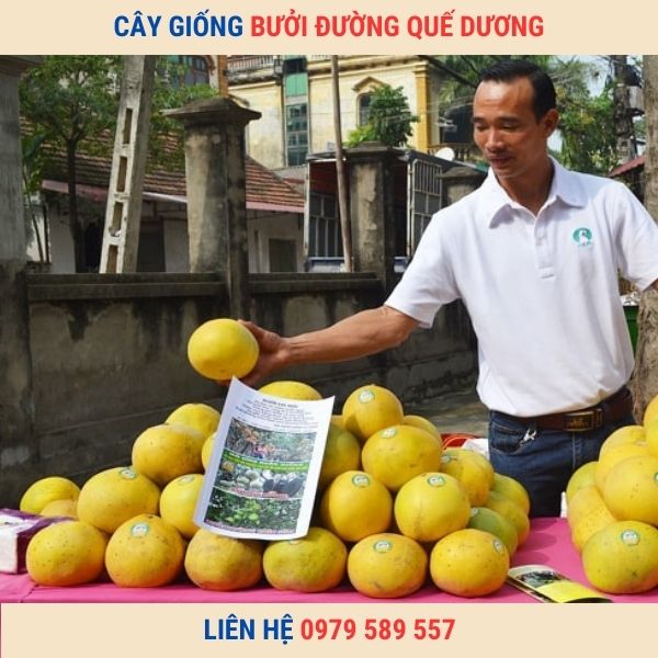 Giống Bưởi Quế Dương - Kỹ thuật trồng bưởi Quế Dương