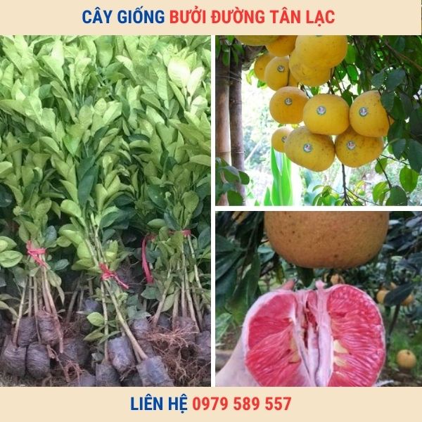 Giống Bưởi Đào Đường Tân Lạc- Hướng dẫn trồng bưởi Tân Lạc
