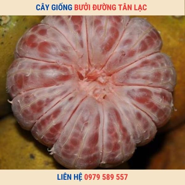 Giống Bưởi Đào Đường Tân Lạc- Hướng dẫn trồng bưởi Tân Lạc