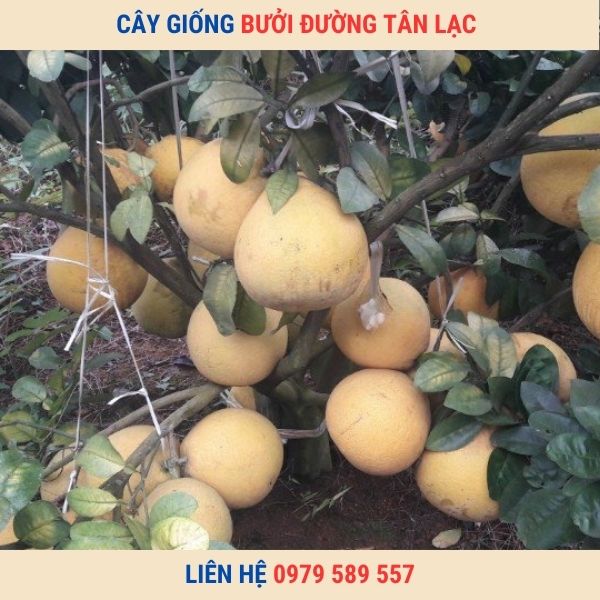 Giống Bưởi Đào Đường Tân Lạc- Hướng dẫn trồng bưởi Tân Lạc