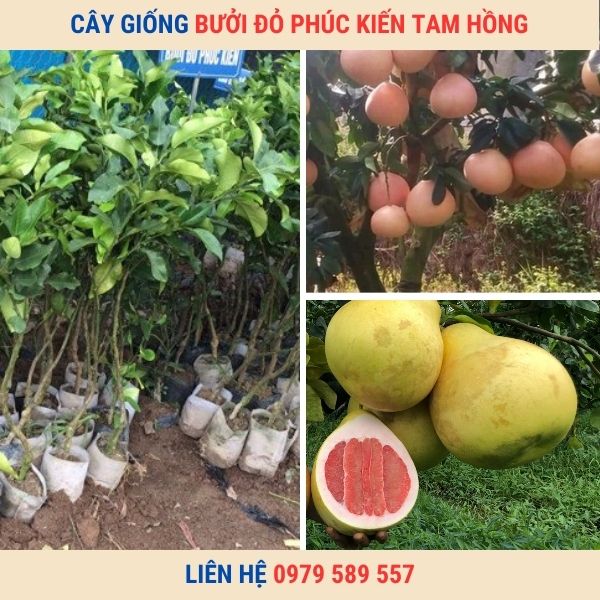 Giống Bưởi Đỏ Phúc Kiến- Hướng dẫn trồng bưởi đỏ hiệu quả