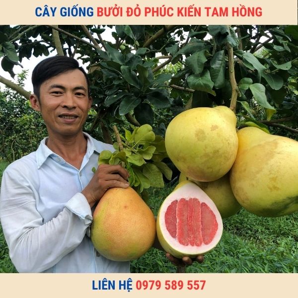 Giống Bưởi Đỏ Phúc Kiến- Hướng dẫn trồng bưởi đỏ hiệu quả