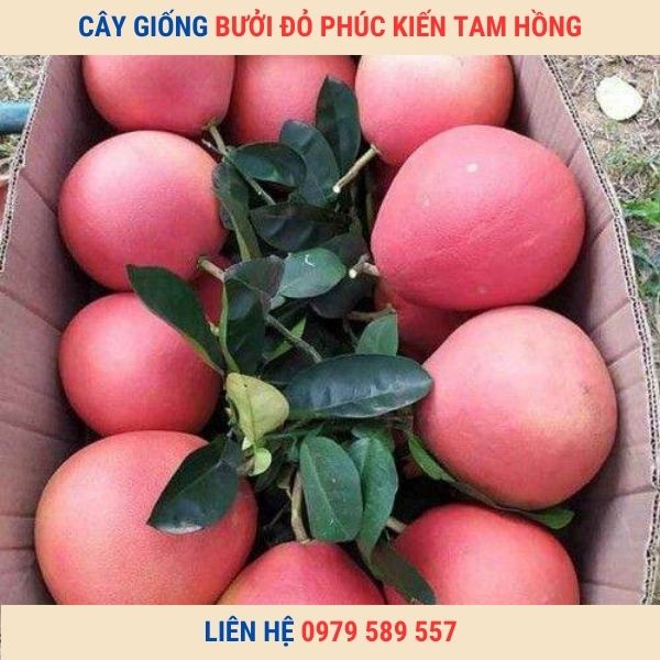 Giống Bưởi Đỏ Phúc Kiến- Hướng dẫn trồng bưởi đỏ hiệu quả