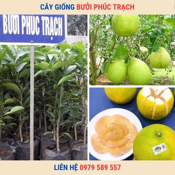 Giống Bưởi Phúc Trạch - Giống bưởi ngon đặc sản dễ trồng kinh tế cao