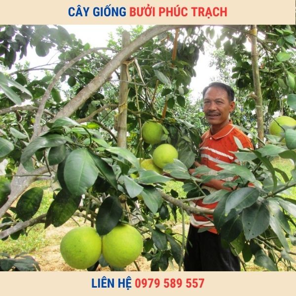 Giống Bưởi Phúc Trạch - Giống bưởi ngon đặc sản dễ trồng kinh tế cao