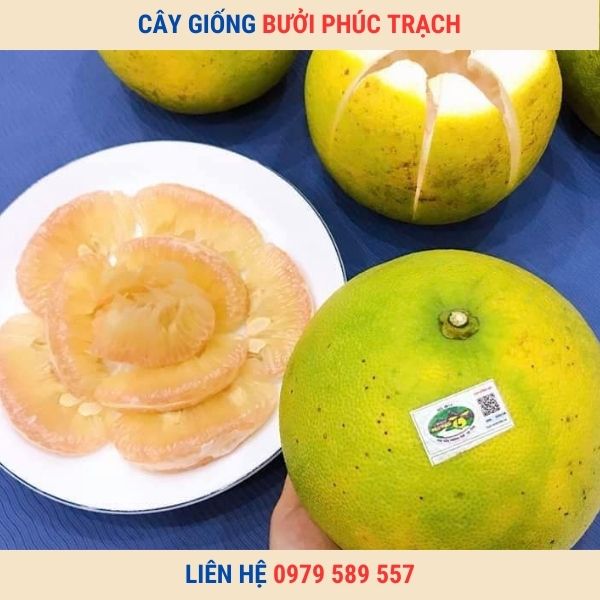 Giống Bưởi Phúc Trạch - Giống bưởi ngon đặc sản dễ trồng kinh tế cao