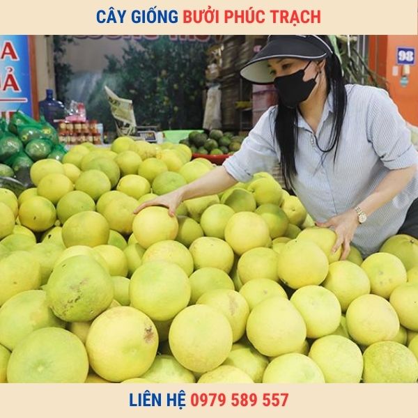 Giống Bưởi Phúc Trạch - Giống bưởi ngon đặc sản dễ trồng kinh tế cao