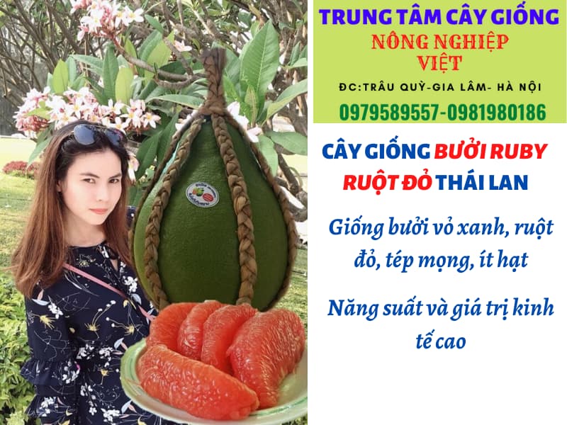 Cây bưởi Ruby giống chuẩn Thái Lan nhất - Vườn ươm giống Nông Nghiệp Việt