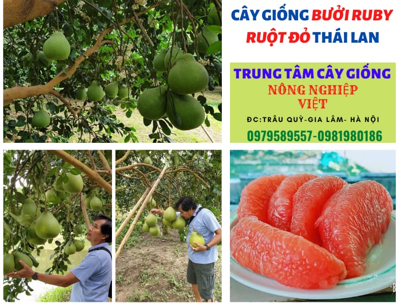 cay giong buoi ruby nongnghiepviet (5)