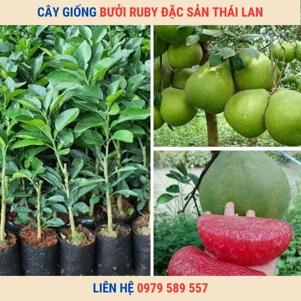 Cây bưởi Ruby giống chuẩn Thái Lan nhất - Vườn ươm giống Nông Nghiệp Việt