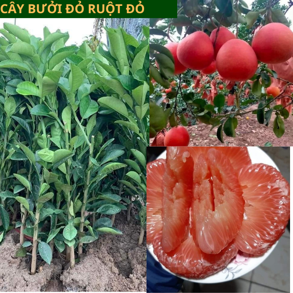 Cây giống bưởi đỏ Luận Văn- Cách trồng chăm sóc bưởi tiến vua giá trị cao