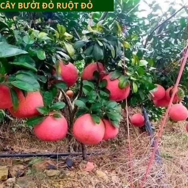 Cây giống bưởi đỏ Luận Văn- Cách trồng chăm sóc bưởi tiến vua giá trị cao
