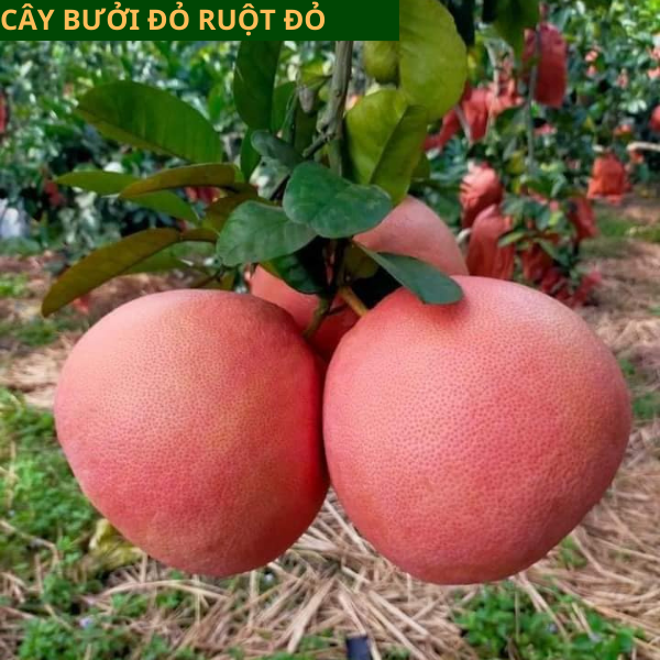 Cây giống bưởi đỏ Luận Văn- Cách trồng chăm sóc bưởi tiến vua giá trị cao