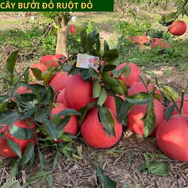 Cây giống bưởi đỏ Luận Văn- Cách trồng chăm sóc bưởi tiến vua giá trị cao