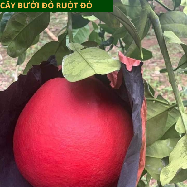 Cây giống bưởi đỏ Luận Văn- Cách trồng chăm sóc bưởi tiến vua giá trị cao
