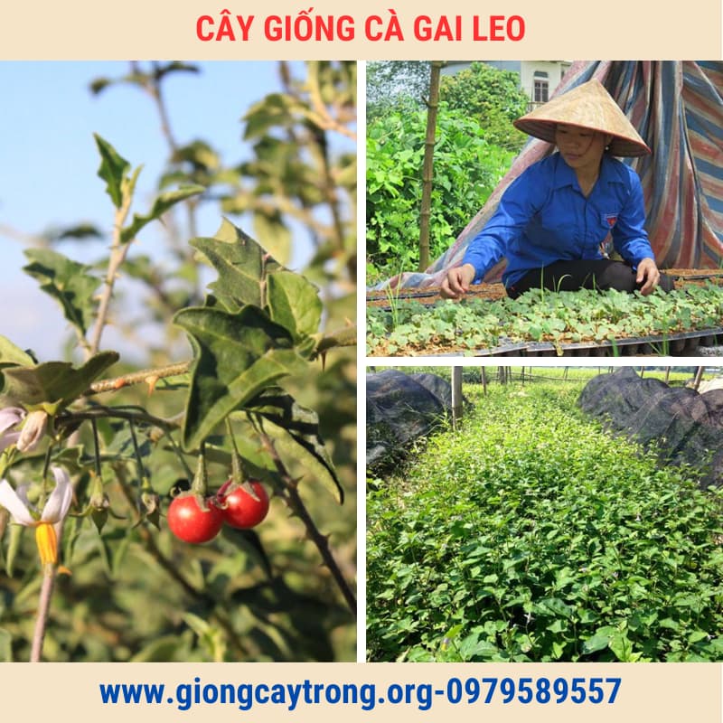 cây giống cà gai leo (3)