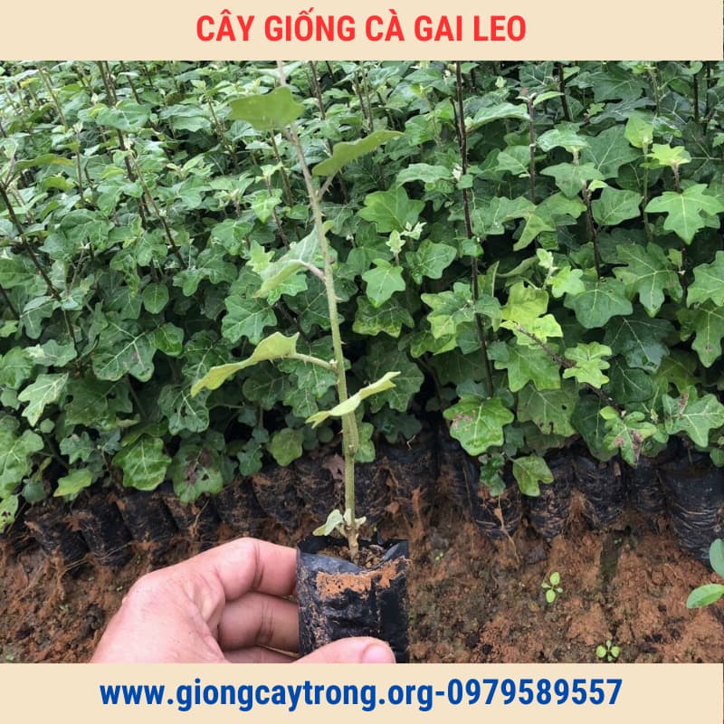 cây giống cà gai leo (4)