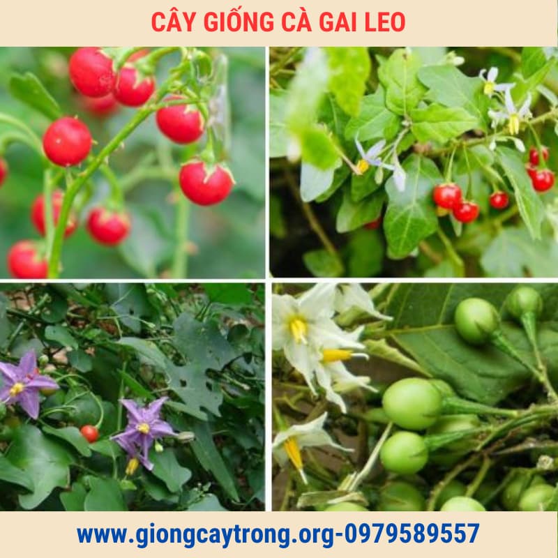 cây giống cà gai leo (6)