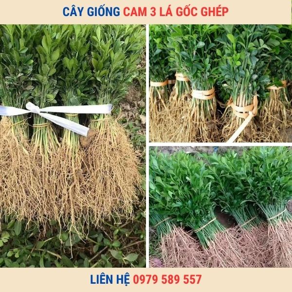 Giống Cam Ba Lá - Cây làm gốc ghép cho họ cam quýt