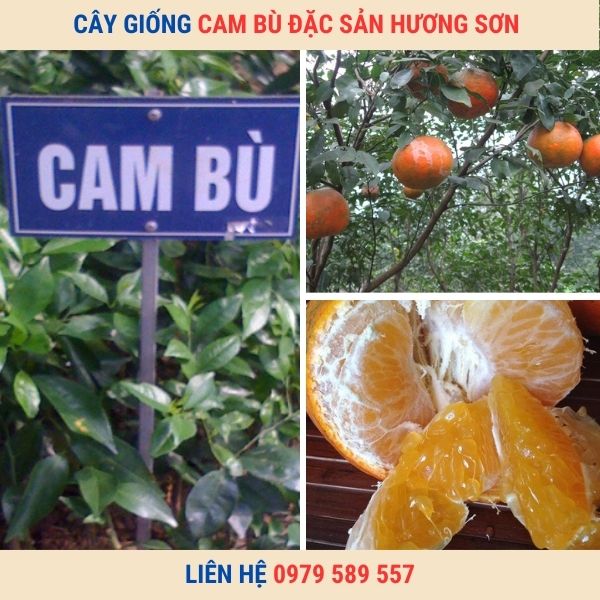 Cây Giống Cam Bù Hương Sơn-Giống Chuẩn- Dễ Trồng- Giao Hàng Toàn Quốc