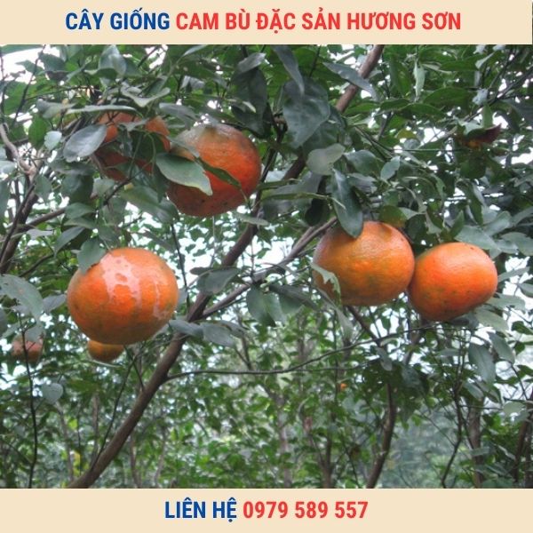 Cây Giống Cam Bù Hương Sơn-Giống Chuẩn- Dễ Trồng- Giao Hàng Toàn Quốc