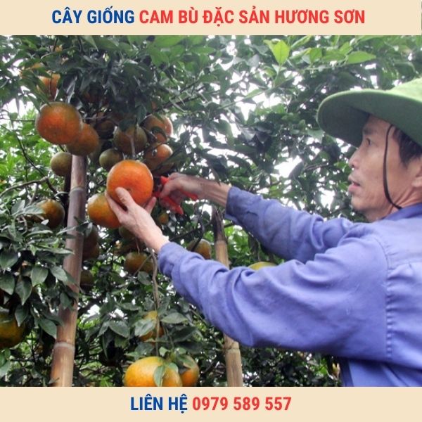 Cây Giống Cam Bù Hương Sơn-Giống Chuẩn- Dễ Trồng- Giao Hàng Toàn Quốc