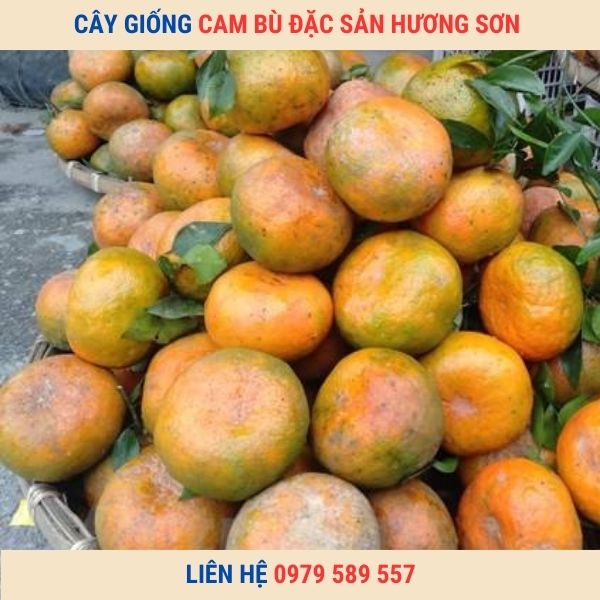 Cây Giống Cam Bù Hương Sơn-Giống Chuẩn- Dễ Trồng- Giao Hàng Toàn Quốc