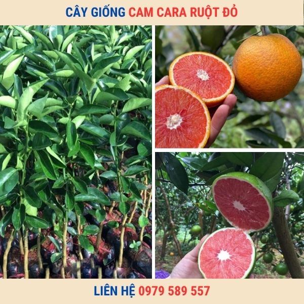 Giống cây cam Ca-Ra- Hướng dẫn cách trồng và chăm sóc cam đỏ