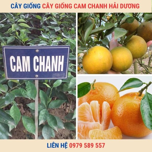 Cây Giống Cam Chanh -Kỹ thuật trồng cam Chanh hiệu quả cao.