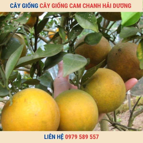 Cây Giống Cam Chanh -Kỹ thuật trồng cam Chanh hiệu quả cao.