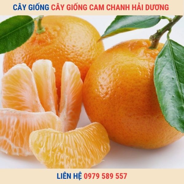 Cây Giống Cam Chanh -Kỹ thuật trồng cam Chanh hiệu quả cao.