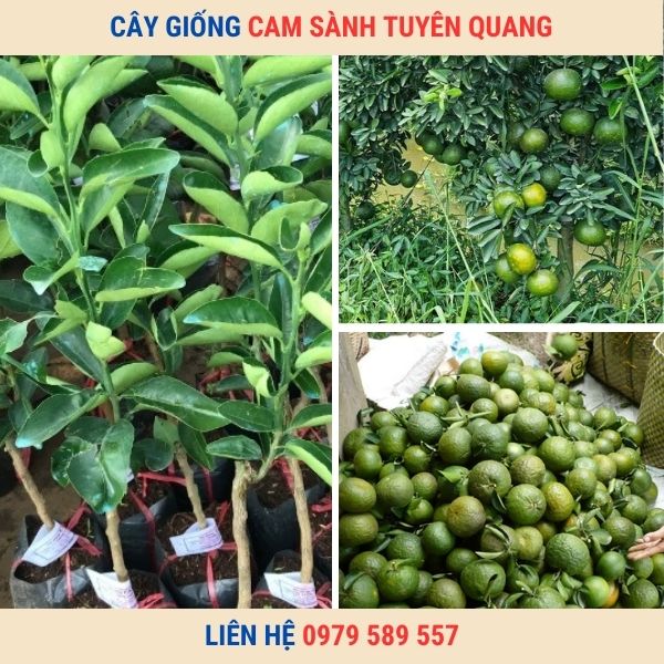 Cây Giống Cam Sành.Tuyên Quang Là Giống Cam Dễ Trồng Sản Lượng Cao