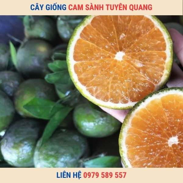Cây Giống Cam Sành.Tuyên Quang Là Giống Cam Dễ Trồng Sản Lượng Cao