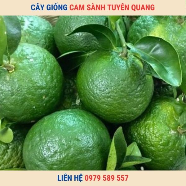 Cây Giống Cam Sành.Tuyên Quang Là Giống Cam Dễ Trồng Sản Lượng Cao