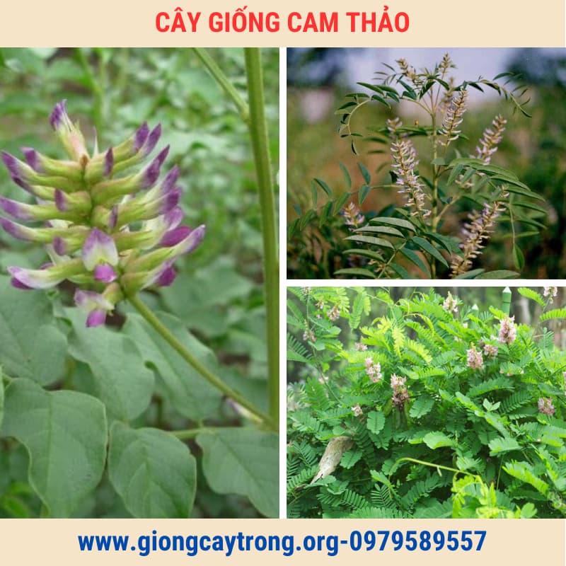 Cây Cam Thảo Giống Chuẩn Có Bảo Hành- Vườn Ươm Nông Nghiệp Việt