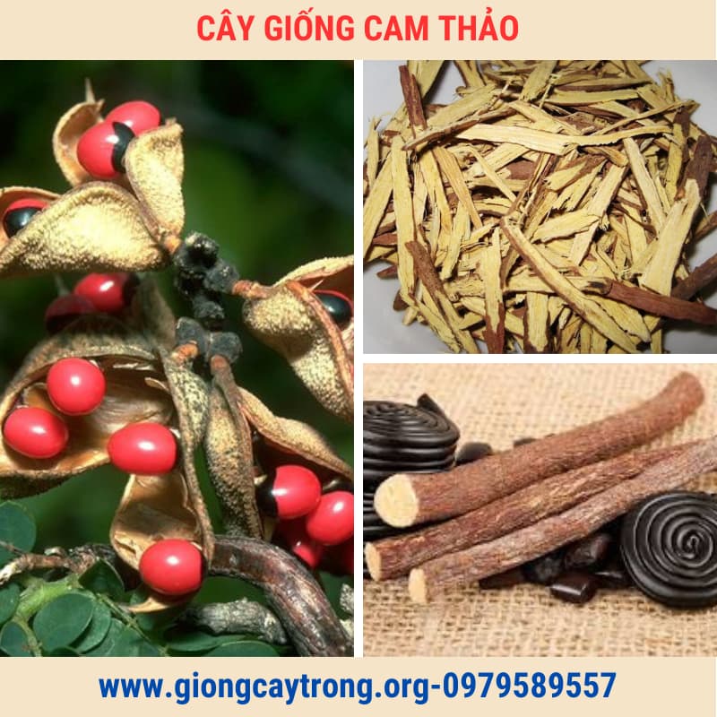 cây giống cam thảo (5)