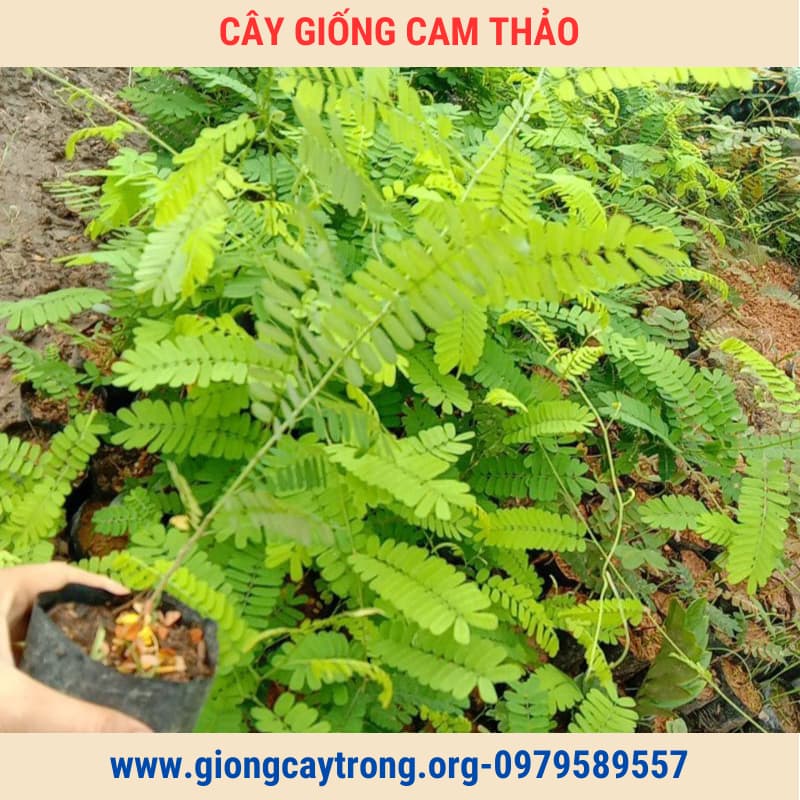 cây giống cam thảo (6)