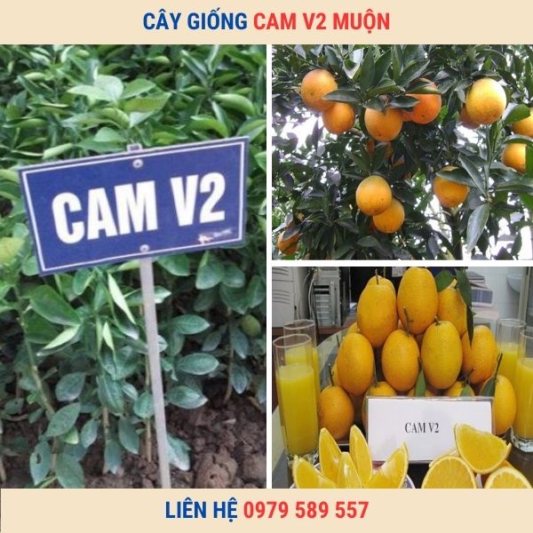 Cây Giống Cam V2- VaLenCia. Hướng dẫn trồng và chăm sóc cam V2