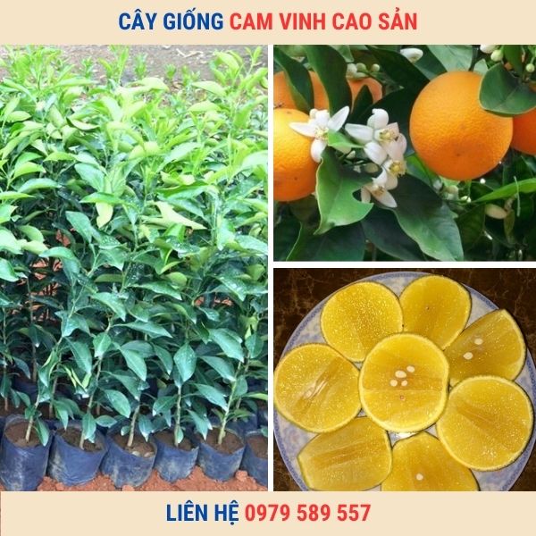 Giống Cây Cam Vinh- Cây giống chuẩn- Có Bảo Hành- Nông Nghiệp Việt