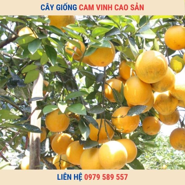 Giống Cây Cam Vinh- Cây giống chuẩn- Có Bảo Hành- Nông Nghiệp Việt