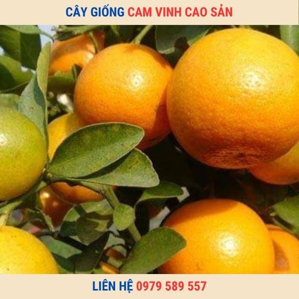Giống Cây Cam Vinh- Cây giống chuẩn- Có Bảo Hành- Nông Nghiệp Việt