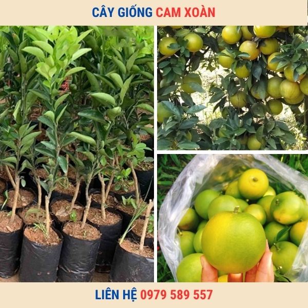 Giống Cam Xoàn- Kỹ thuật trồng cây cam Xoàn