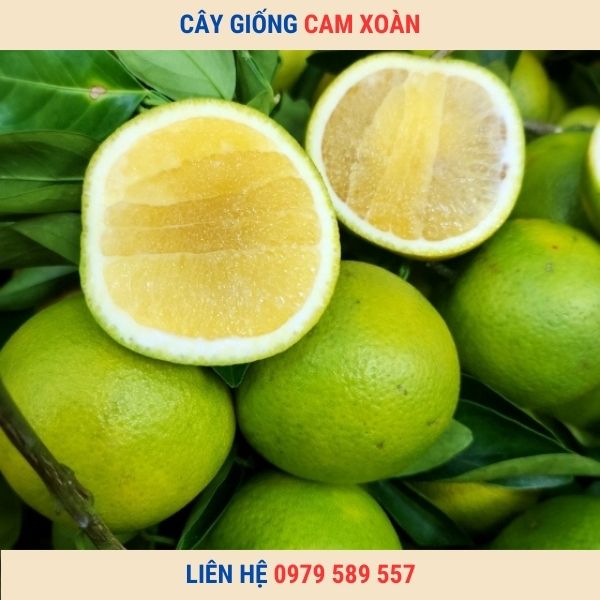 Giống Cam Xoàn- Kỹ thuật trồng cây cam Xoàn