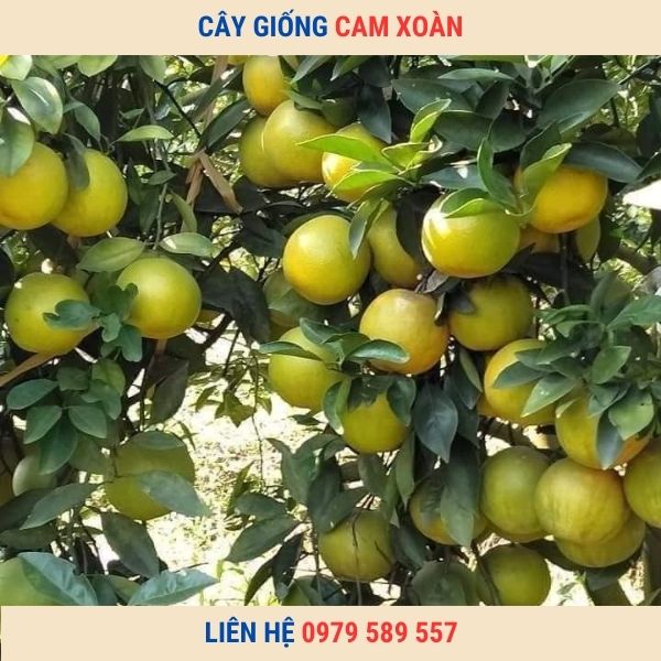 Giống Cam Xoàn- Kỹ thuật trồng cây cam Xoàn