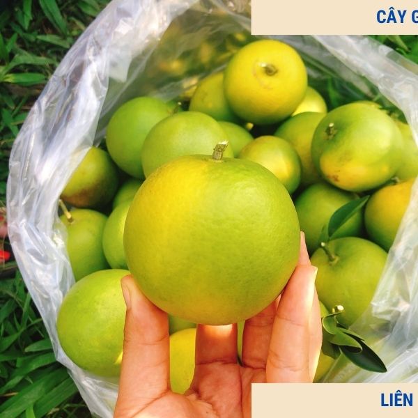 Giống Cam Xoàn- Kỹ thuật trồng cây cam Xoàn