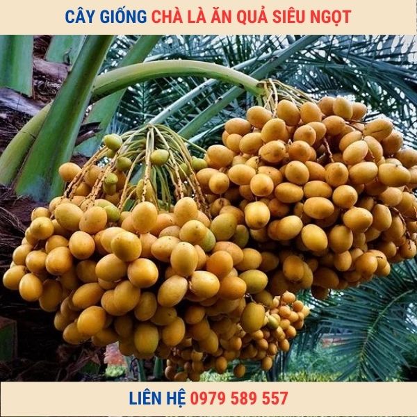 Cây giống Chà Là Ăn Quả Nhập Khẩu SIêu Quả Dễ Trồng