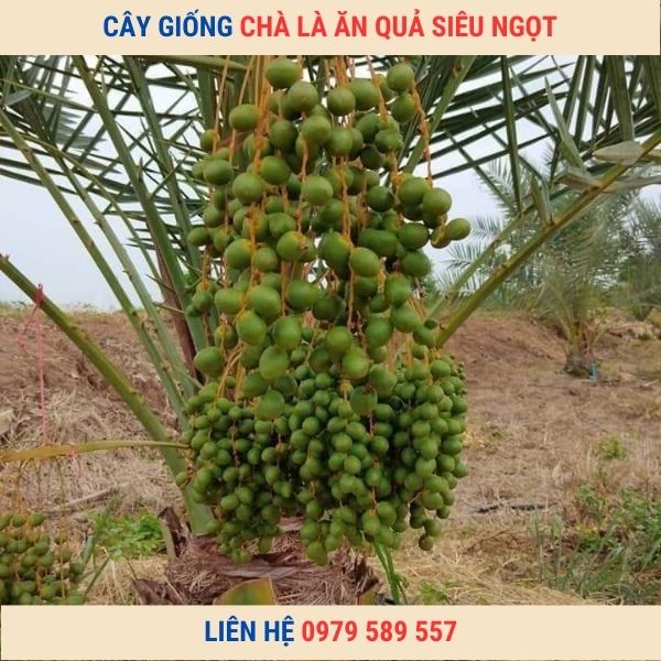 Cây giống Chà Là Ăn Quả Nhập Khẩu SIêu Quả Dễ Trồng