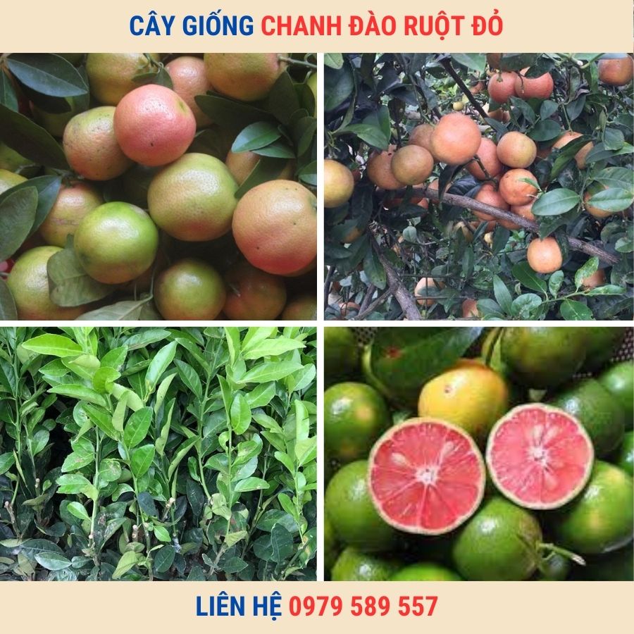 Cây Giống Chanh Đào - Giống Chuẩn - Dễ Trồng - Học Viện Nông Nghiệp